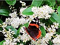 Picture Title - " Red Admiral ", By Barbara Kite