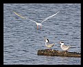 Picture Title - Forster's Tern