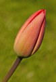 Picture Title - tulp