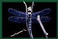 Picture Title - Dragonfly