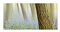 Picture Title - Bluebell Woods