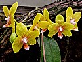 Picture Title - Orchids