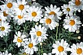 Picture Title - Daisies...I love them!