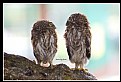 Picture Title - B144 (Asian Barred Owlet-Juvenile)