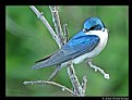 Picture Title - Tree Swallow