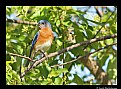 Picture Title - Eastern Bluebird