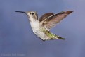 Picture Title - Queenie The Hummingbird