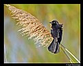 Picture Title - Red-winged Blackbird