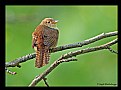 Picture Title - House Wren