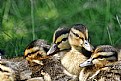 Picture Title - Baby Ducks