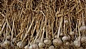 Picture Title - Garlic Crop