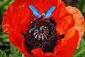 Picture Title - Keith on Poppy