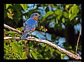 Picture Title - Eastern Bluebird