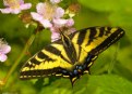 Picture Title - Swallowtail