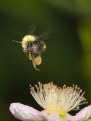 Picture Title - Bumble in Flight