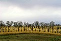 Picture Title - Corny Trees