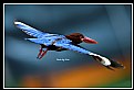 Picture Title - B145 (White-throated Kingfisher)