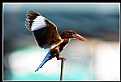 Picture Title - B146 (White-throated Kingfisher)