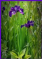 Picture Title - Purple Iris