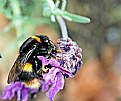 Picture Title - Buzzy Bee