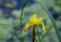 Picture Title - Yellow Iris