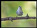 Picture Title - Black &White Warbler...