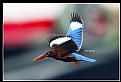Picture Title - B147 (White-throated Kingfisher)