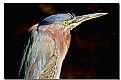 Picture Title - Night Heron