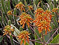 Picture Title - Cactus flowers