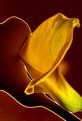 Picture Title - Calla III