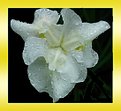 Picture Title - White Iris