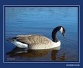 Picture Title - Mother Goose