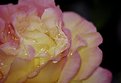 Picture Title - Wet Yellow Rose