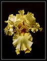 Picture Title - Yellow Iris #1