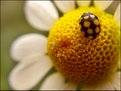 Picture Title - ladybug and flower