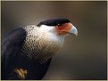 Picture Title - Crested Caracara