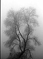 Picture Title - a tree that seems to dance in the fog