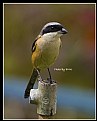 Picture Title - B148 (Long-tailed Shrike)