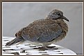 Picture Title - Baby Dove 