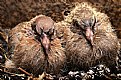 Picture Title - Two Baby Doves.