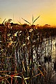 Picture Title - Reeds at Waterhole