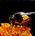 Picture Title - HoneyBee -8