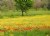 field with poppies