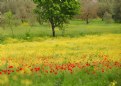 Picture Title - field with poppies