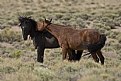 Picture Title - Wild Mustangs