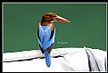 Picture Title - B149 (White-throated Kingfisher)