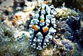 Picture Title - snorkeling - Nudibranch .