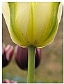 Picture Title - TULIP