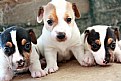 Picture Title - puppies