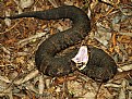 Picture Title - cottonmouth